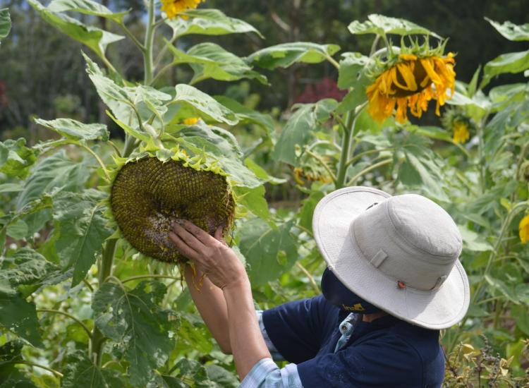 Recolección de semillas de girasol