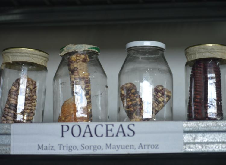 Recipientes con semillas de maíz