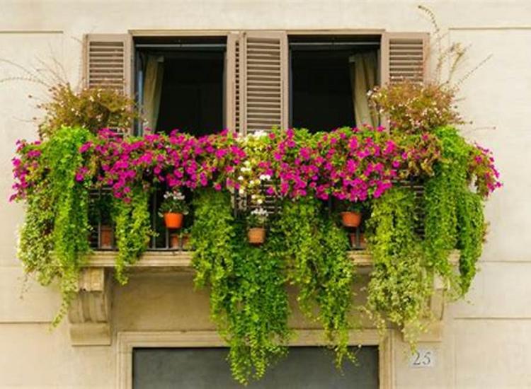 Vista externa de balcón con plantas y flores