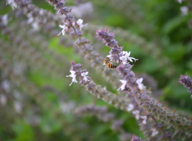Abeja en jardín polinizador © GIZ