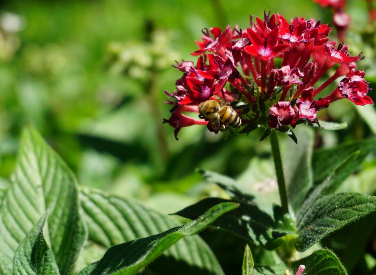 Abeja en un jardín polinizador © GIZ