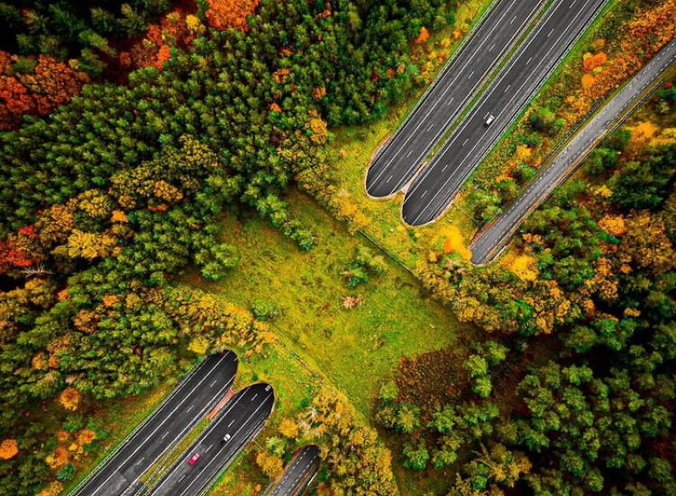 Wildlife Bridge, NL. Fecha desconocida.