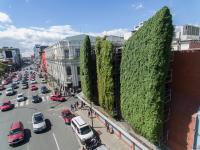 Pared verde en medio de la ciudad transitada por vehículos