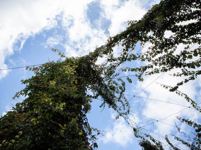 Plantas Trepadoras  © GIZ