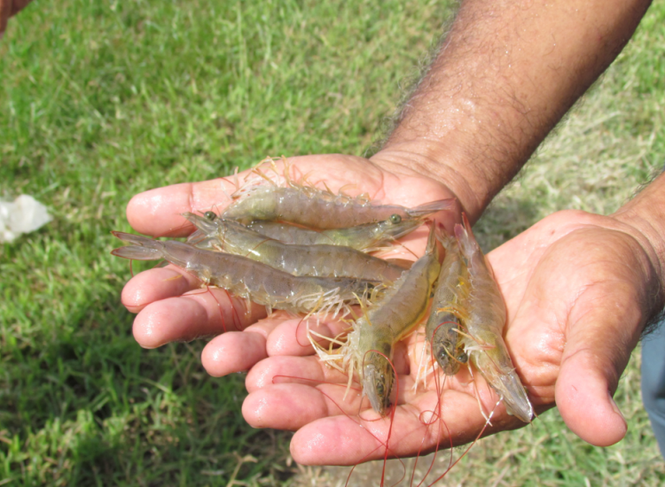 Productor de camarón en Jicaral, Península de Nicoya (foto: GIZ/P. Ruiz)